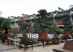 Kunming Flowers & Birds Market